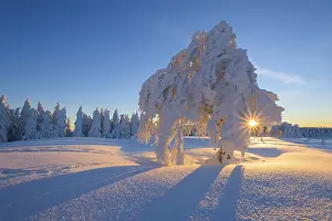 Black Forest Winter Landscape Prints: Snow covered beech tree, Winbuche