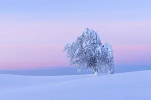 Deciduous Tree Snow Covered Prints: Snow covered beech tree, Winbuche