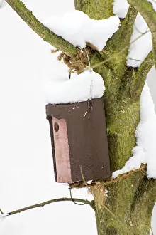 Deserted Tree Trunk Prints: Snow covered bird nesting box