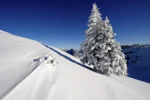 German Winter Nature Photography Prints: Snow-covered spruce with mountain range