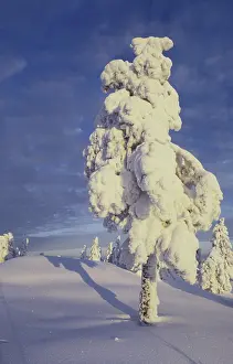 Open Air Photography Prints: Snow covered tree