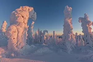 Polar Region Scenery Prints: Snow-covered trees in the evening light