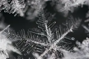 Winter Nature Photography Prints: Snow crystals