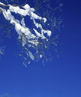 Wintry Landscape Prints: Snow on twig