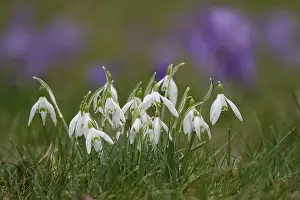 No People Flowering Scene Prints: Snowdrops, crocuses in the background