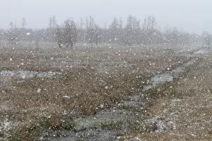 Peene Valley River Landscape Prints: Snowfall over the moor in spring