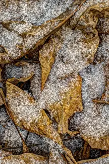 No People In The Snow Prints: Snowflakes