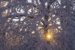 Lapland Nature Photography Prints: Snowy birch tree against light