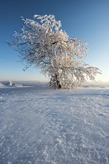 Snowy Tree Landscape Prints: Snowy tree in the evening light