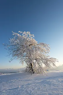 Atmospheric Evening Landscape Prints: Snowy tree in the evening light