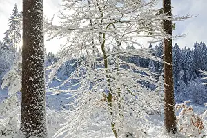 Winter Tree Photography Prints: Snowy trees, tree trunks, forest