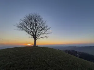 Bern Prints: Drumlin Solitaire Lime Tree Print, Vorder Arni Sunset