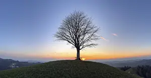 Hilly European Countryside Prints: Solitaire lime tree on Drumlin
