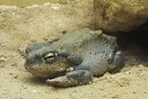 Captive Animal Photography Prints: Sonora toad (Bufo alvarius), captive