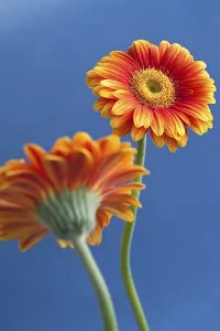 Decorative Cut Flowers Prints: SONY DSC
