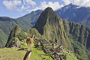 Prints of SONY DSC Llama Prints: SONY DSC Print from imageBROKER