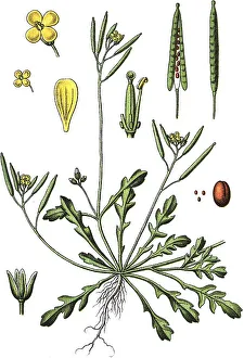 Southern Rocket Chromolithography Print, 1880