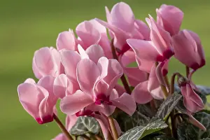German Flora Botany Prints: Sowbread (Cyclamen), Germany