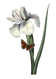 18th Century Print of Iris xiphium, Spanish Iris