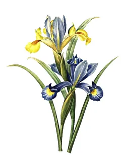 Vintage Flower Prints: Spanish iris or Spanish iris, Iris xiphium