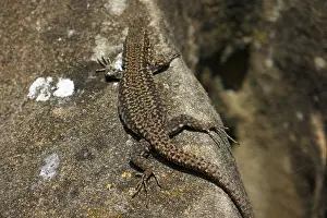Framed Print : Spanish Wall Lizard Print Framed Print : Spanish Wall Lizard Print