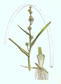 Historic Plant Illustration Prints: Sparganium emersum, Sparganium simplex