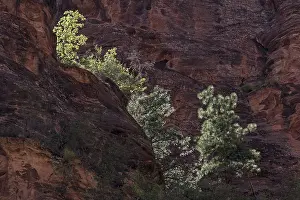 US America Nature Reserves Prints: Sparse vegetation on red sandstone cliffs