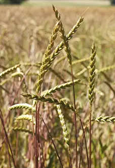 Spelt Grain Prints: Spelt