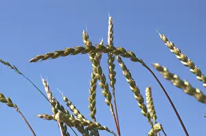 Agricultural Crop Nutrition Prints: Spelt