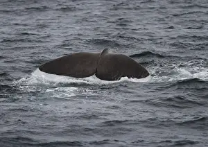 Sperm Whales In The Wild Prints: Sperm whale, Physeter macrocephalus