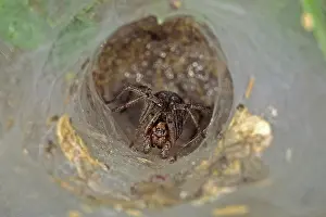 Spider Web Prints: Spider funnel web, spider web
