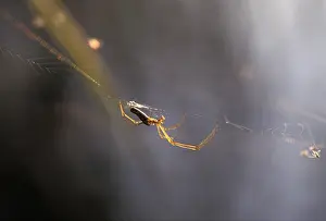 Prints of Spider in the net Nursery Web Spider Prints: Spider in the net Print