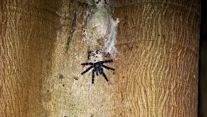 Web Spider Prints: A Spider on Tree Bark with a Web Print, Amazon Basin Bolivia