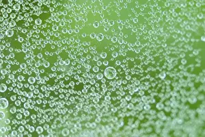 Spider Web Prints: Spider web