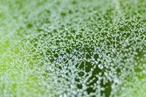 Spider Web Prints: Spider web