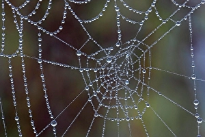 Dewy Spider Web Prints: Spider web covered with dew drops