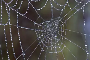 Backlit Spider Web Prints: Spider web covered with dew drops