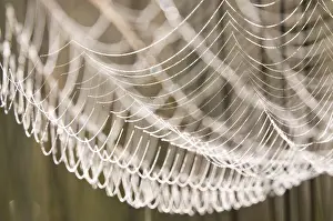 Dewy Spider Web Prints: Spider web with dew drops