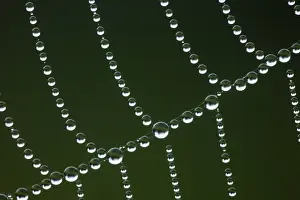 Close Up Spider Web Prints: Spider web with dew drops