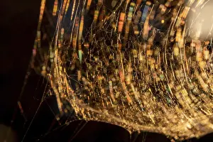 Atmospheric Evening Light Norway Prints: Spider web in the evening light, Norway