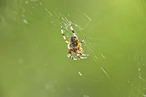 Spider on the Web Print