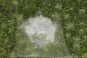 Mammalian Wildlife Photography Prints: Spider web in moss