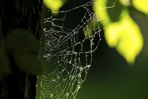 Deciduous Tree Silhouette Europe Prints: Spider web on oak trunk in backlight