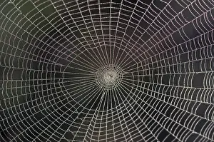 Arthropods In The Wild Prints: Spider web with rope