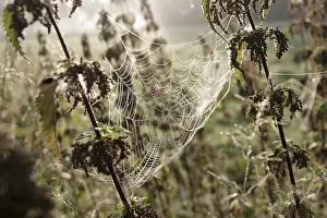 Spider Web Close Up Prints: Spider web, threads, construction