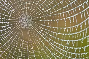 Water Droplets On Spider Web Prints: Spider's web with dew drops