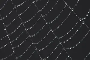Web Spider Prints: Suffolk Spider's Web Print with Dew Drops