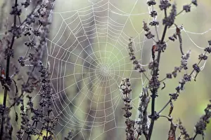 Moselle River Germany Prints: Spider's web with dewdrops
