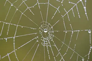 Moselle River Germany Prints: Spider's web with dewdrops