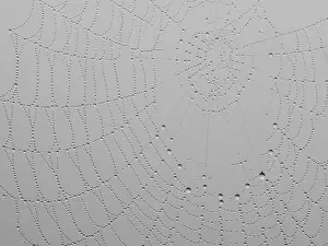 Framed Print : Spider's web with dewdrops Print, Leibnitz, Styria, Austria Framed Print : Spider's web with dewdrops Print, Leibnitz, Styria, Austria